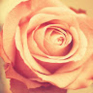 Meet your Posher, Surya